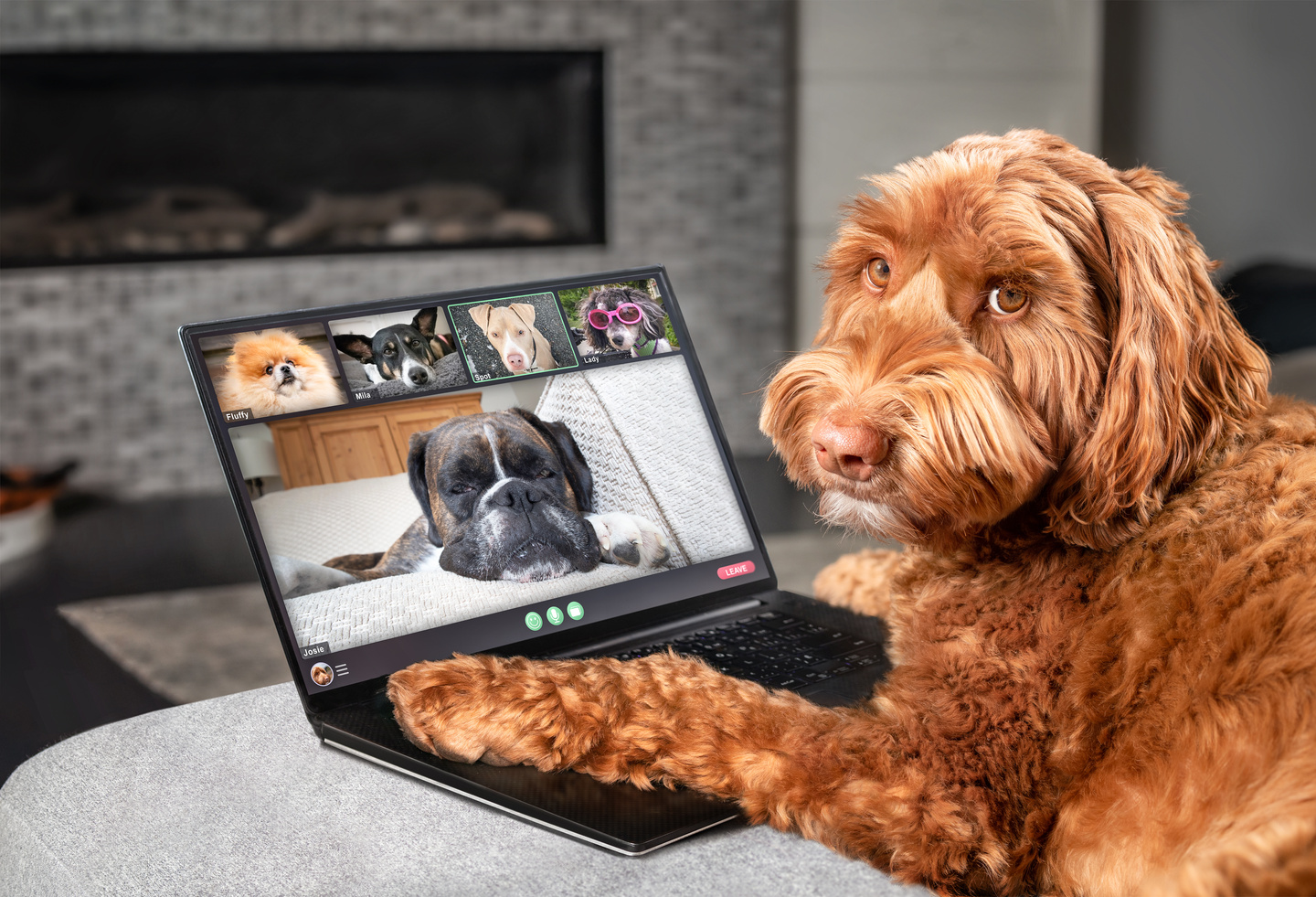 Dog talking to dog friends in video conference.